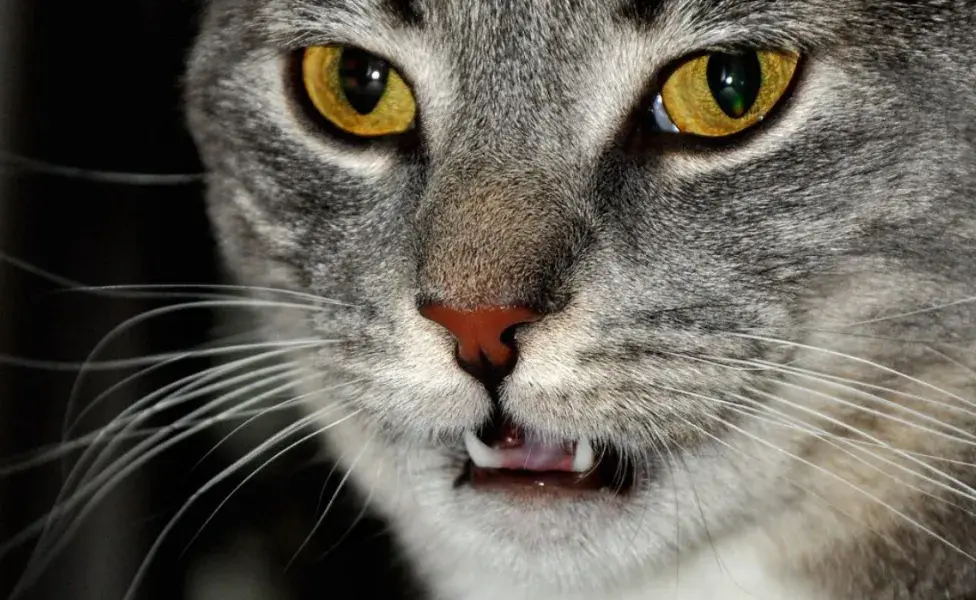 Esta es la razón por la que los gatos abren la boca cuando huelen algo